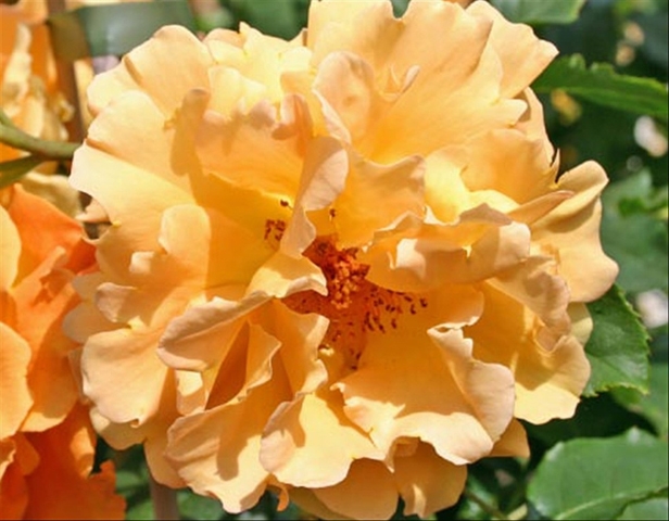 Rose 'Golden Olymp' 